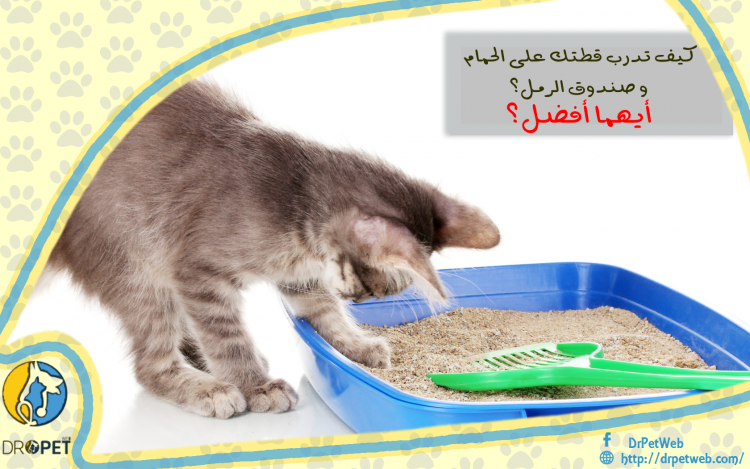 كيف تدرب قطتك على الحمام  صندوق الرمل